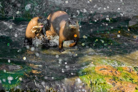 Two giant otter or giant river otter (Pteronura brasiliensis) run out of their hiding place in the
