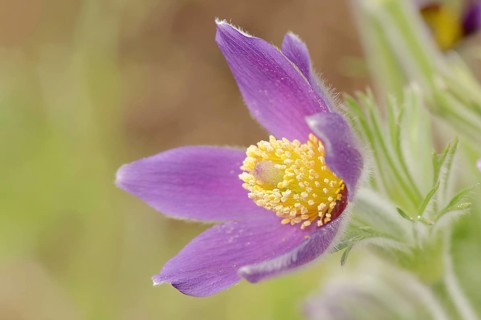 Pasque flower (Pulsatilla vulgaris), flower, North Rhine-Westphalia, Germany