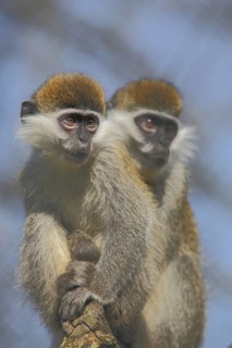 Vervet monkey (Cercopithecus aethiops), two, blur, guenons, guenon, Cercopithecus, Anthropoidae,