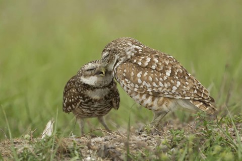 Burrowing Owl (Athene cunicularia), Florida, USA