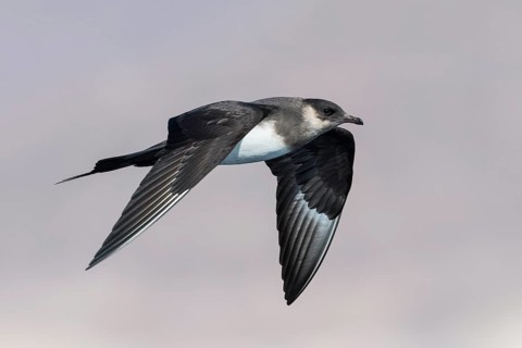 Parasitic Jaeger (Stercorarius parasiticus) flying, Eilat, Israel
