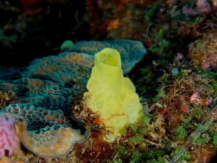 Yellow sea sponge, variable boring sponge (Siphonodictyon coralliphagum), anchored to a colourful