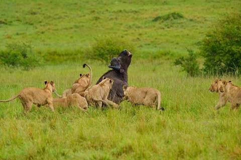 A pride of lions attacks a standing buffalo: lion (Panthera leo), Cape buffalo (Syncerus caffer),