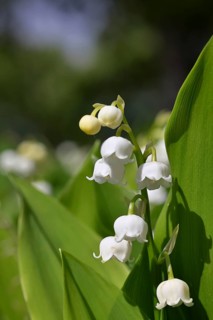 Lily of the valley (Convallaria majalis) – a plant that flowers in spring, close-up of the