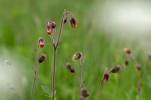 Brownwort, geum rivale, rosaceae, rose family, flora, plants, plants, water avens