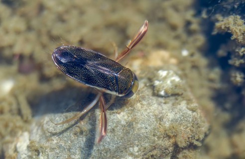 Corix punctata, dotted oar bug, rowing bug, insects, lesser water boatman, lesser waterboatman