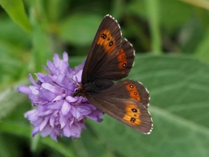 A butterfly with orange and black wings, the White-banded Brown (Erebia ligea), is perched on a