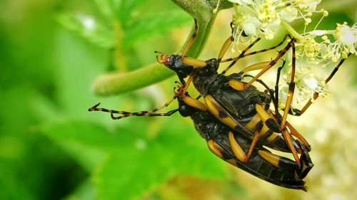 A close-up of two spotted longhorn beetles (Rutpela maculata) mating amongst yellow flowers amidst