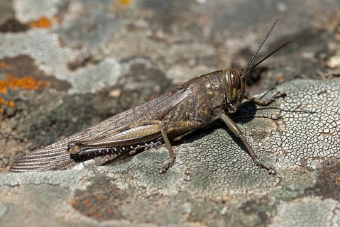 Egyptian migratory locust, Anacridium aegypticum, Anacridium aegyptium, Egyptian locust,