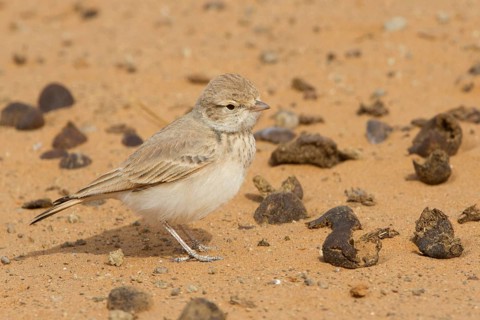 Bar-tailed Lark (Ammomanes cinctura), Morocco