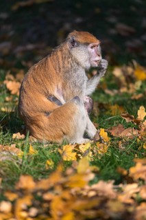 One female patas monkey (Erythrocebus patas)with her baby in late light on a green meadow