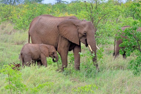African elephant (Loxodonta africana), adult, female, calf, foraging, social behaviour, Kruger