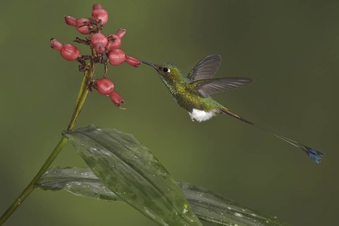Booted Racket-tail (Ocreatus underwoodii), Ecuador