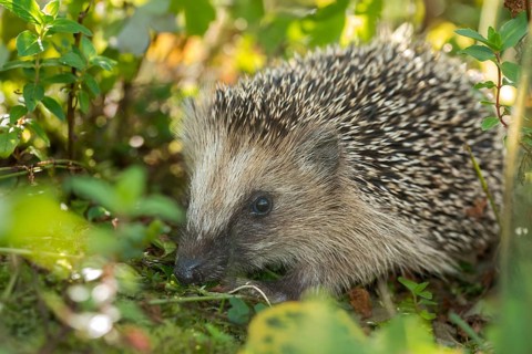Erinaceus europaeus, hedgehog, insectivora, insectivora, insectivora, adolescent, juvenile,