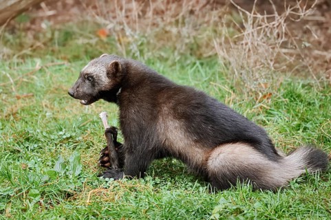 Wolverine or bear marten (Gulo gulo) sits feeding in a meadow, captive, Germany