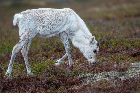 Artiodactyla, even-toed ungulate, Finland, cloven-hoofed, rangifer tarandus, reindeer, reindeer,