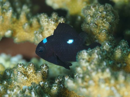 A black fish with white spots, the three-spot Prussian fish (Dascyllus trimaculatus), swimming