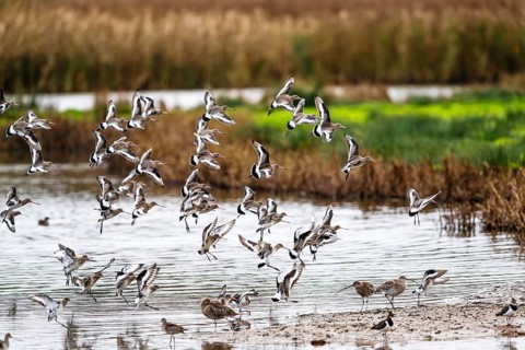 Black-tailed Godwits, Limosa limosa, birds in flight over marshes