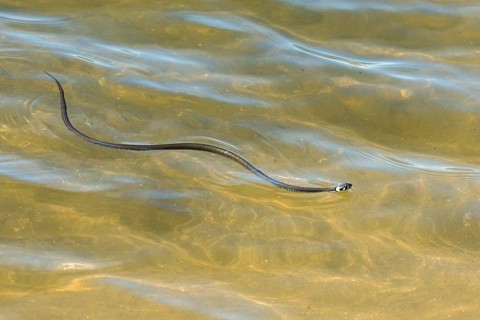 Grass snake, Natrix Natrix, grass snake, reptilia, snakes, swimming, snakes, water