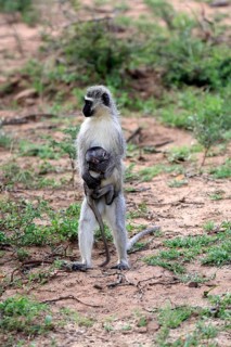 Vervet Monkey (Chlorocebus pygerythrus), adult, female, standing upright, mother, juvenile, baby,