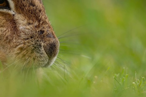 European brown hare (Lepus europaeus) adult animal close up of its nose and whiskers, England,