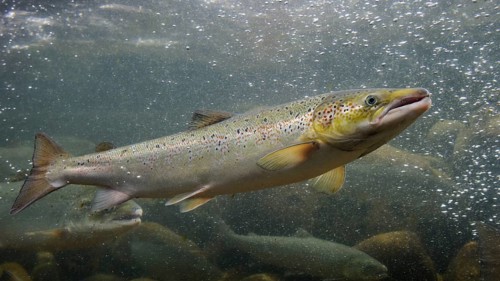 Swimming salmon (Salmo salar) under water, Laerdalsoyri, Norway