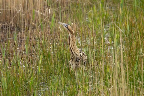 Great or Eurasian bittern (Botaurus stellaris) adult bird in a reedbed in spring, RSPB Minsmere,