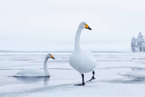 Whooper Swan (Cygnus cygnus), Finland