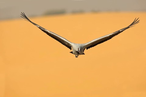Maiden crane over the dunes of the West Indian Desert, India. Demoiselle Crane over a Dune in the