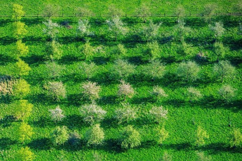 Aerial view of a traditional orchard with fruit trees in the district of Vechta, Oldenburger