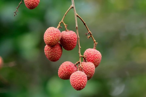 Lychee tree (Litchi chinensis), lychee tree, fruit, ripe, on the tree, Monzi, KwaZulu-Natal, South