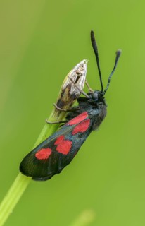 Wetland ram, five-spot burnet, clover ram, marsh horn clover ram, zygaena trifolii, blood droplets,