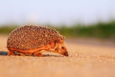 Brown-breasted hedgehog or Western European hedgehog (Erinaceus europaeus) drinking from a puddle,