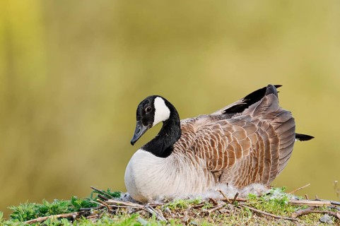 Canada goose (Branta canadensis) sitting brooding on the nest, North Rhine-Westphalia, Germany