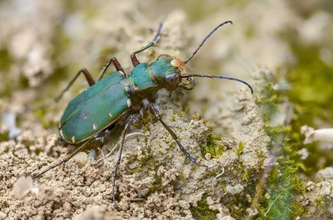 Acari, arachnida, carabidae, cicindela campestris, field sandground beetle, field sandstrider,