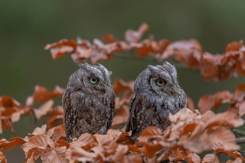 Two Eurasian scops owls (Otus scops)sitting on a twig of a beech tree, embedded in brown leafs