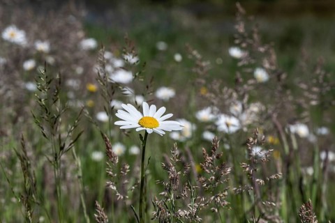 Marguerites (Leucanthemum vulgare), Emsland, Lower Saxony, Germany