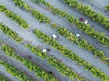 Vintage at the vineyard of the Bodega González Byass near the town of Jerez de la Frontera. Aerial