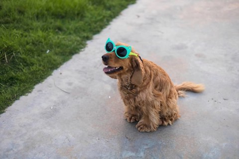 Dog in sunglasses sitting happily on a path with grass on sides, exuding a carefree mood
