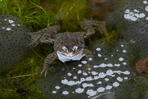 Common frog (Rana temporaria) adult amphibian amongst spawn eggs on the water surface of a garden