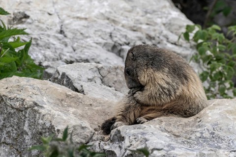 Marmot (Marmota marmota), Monte Baldo, Italy