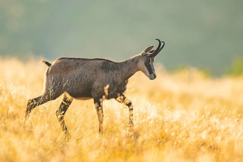 Chamois (Rupicapra rupicapra) on a meadow in the morning sun in the Vosges Mountains, wildlife,