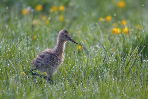 Black-tailed Godwit (Limosa limosa) juvenile, Netherlands