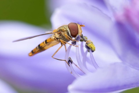 Common hoverfly (Eupeodes corollae) adult insect feeding on a garden Agapanthus flower in summer,
