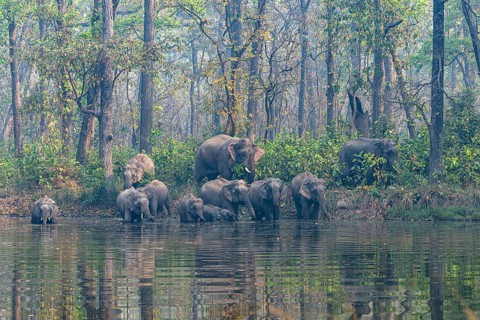 Wild elephant herd with young animals at watering hole, Asian elephant, Elephas maximus, Bardia