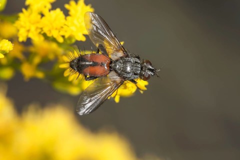 Close-up of a parasite fly (Eriothrix rufomaculata) on Solidago canadensis, with a macro shot and a