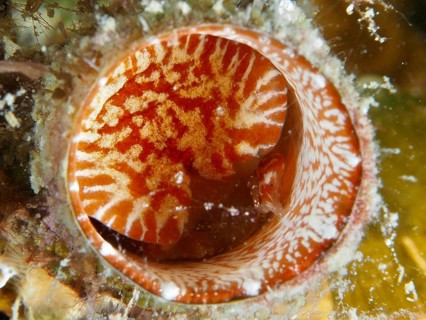 Close-up of the red-outlined opening of a giant worm snail (Thylacodes arenarius), a worm snail