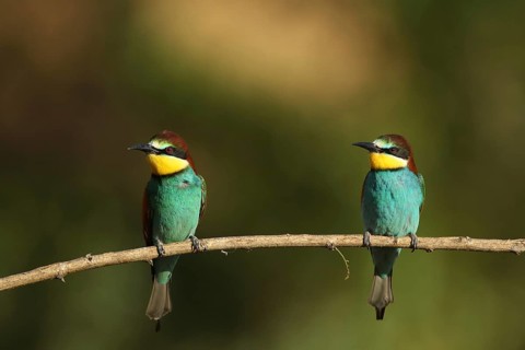 Two birds are perched side by side on a branch, looking to one side: bee-eaters (Merops apiaster),