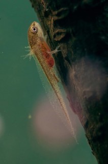 Threaded newt, Lissotriton helveticus, palmate newt, triturus helveticus, amphibians, caudata, high