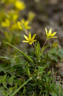 Field yellow star, field gold star, gagea villosa, golden star, liliaceae, lily family, flora,